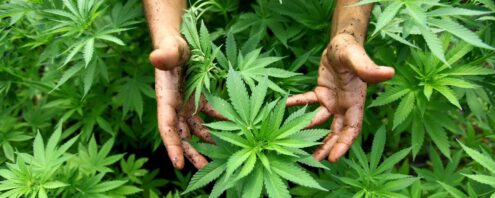 Al momento stai visualizzando Cannabis terapeutica: il Comitato “Esistono i diritti” chiede il rimborso