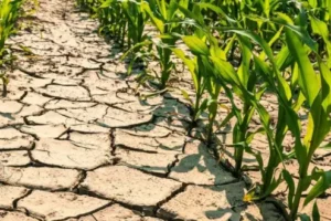 Scopri di più sull'articolo Cinque milioni dalla Regione per sostenere l’agricoltura in crisi idrica