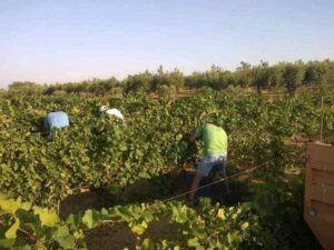 Scopri di più sull'articolo Agrigento – Menfi, Cantine Settesoli: al via la vendemmia 2026 con il Pinot Grigio