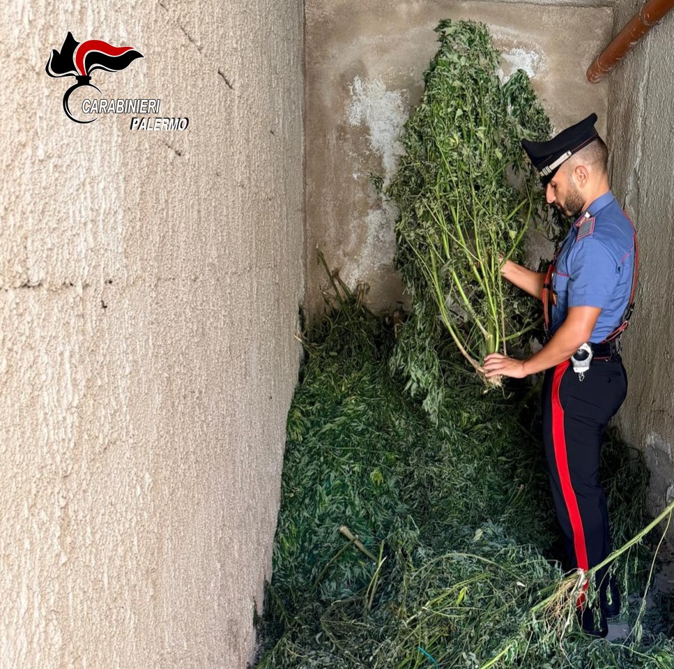Al momento stai visualizzando Agrigento – Trovata piantagione di cannabis in un terreno abbandonato