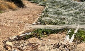 Scopri di più sull'articolo Agrigento – Raid in vigneto a Ravanusa, abbattute 800 piante di uva da tavola: “Occorre alzare la testa”