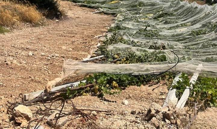 Al momento stai visualizzando Agrigento – Raid in vigneto a Ravanusa, abbattute 800 piante di uva da tavola: “Occorre alzare la testa”