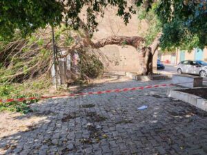 Scopri di più sull'articolo Agrigento – Menfi. Vento abbatte grosso ramo di fronte all'ufficio postale