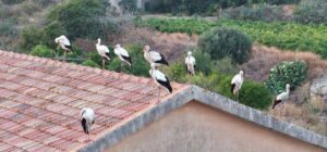 Scopri di più sull'articolo Agrigento – Decine di cicogne sul cielo di Menfi, il sindaco: “che sia segno di auspicio”