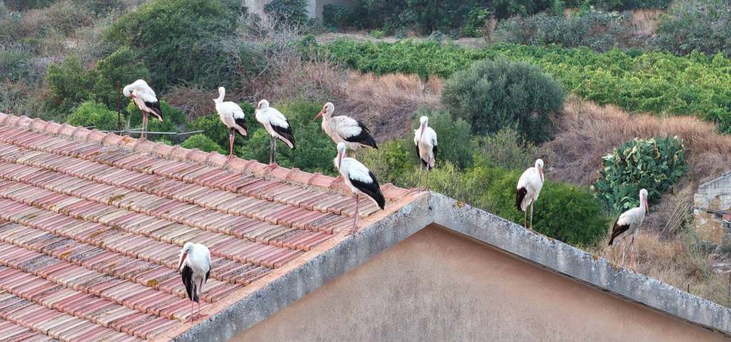 Al momento stai visualizzando Agrigento – Decine di cicogne sul cielo di Menfi, il sindaco: “che sia segno di auspicio”