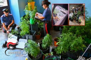 Scopri di più sull'articolo Agrigento – Ragusa, coltivazione di marijuana in casa: arrestato un 44enne