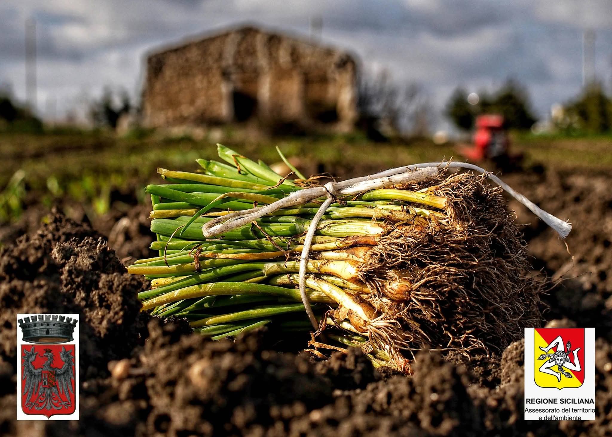 Al momento stai visualizzando Agrigento – Castrofilippo, inaugurata la Sagra della cipolla paglina. Oggi, intervista al Vg