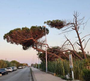Al momento stai visualizzando Agrigento, alberi a rischio caduta nel Viale delle Dune