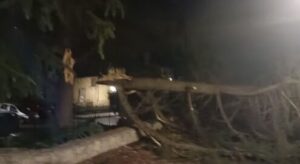 Scopri di più sull'articolo Agrigento – Canicattì, Fulmine spezza albero secolare