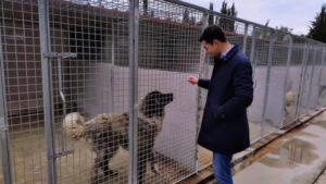Scopri di più sull'articolo Giornata Mondiale del Cane: Gioventù Nazionale Agrigento rinnova il proprio impegno per gli animali