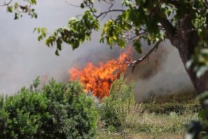 Scopri di più sull'articolo Agrigento – S.Stefano Quisquina: al via percorso scientifico per la rinascita del territorio dopo incendi