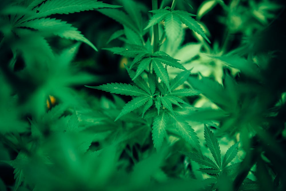 Al momento stai visualizzando Agrigento – Blitz antidroga a Licata, sequestrati 2,5 chili tra marijuana e hashish: arrestata una coppia