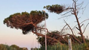Scopri di più sull'articolo Agrigento, alberi pericolanti sul viale Le Dune: Rischio per pedoni e automobilisti