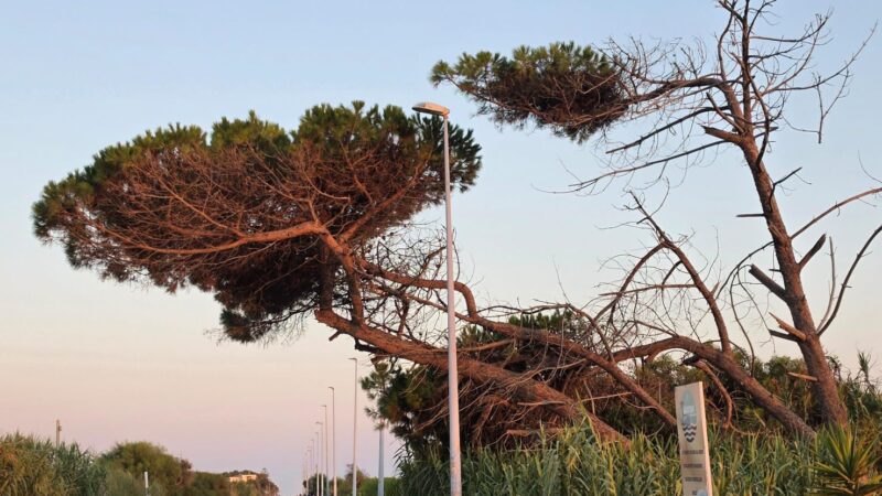 Al momento stai visualizzando Agrigento, alberi pericolanti sul viale Le Dune: Rischio per pedoni e automobilisti
