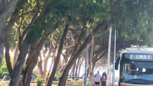 Scopri di più sull'articolo Agrigento, ancora alberi inclinati sul viale Le Dune: Nuove foto e nuove segnalazioni. Il Comune intervenga prima che accada l’incidente