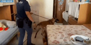 Scopri di più sull'articolo Agrigento – “Rex” fiuta la droga nella stanzetta di un 14enne, arrestato
