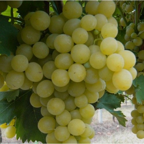 Al momento stai visualizzando Agrigento – Crisi del comparto vitivinicolo nell’Agrigentino, l’On. Salvaggio: “Subito distillazione di crisi e liquidità per le aziende”