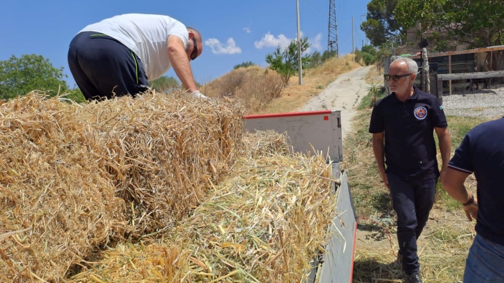 Al momento stai visualizzando Agrigento – Prima raccolta e consegna del foraggio agli allevatori di Santo Stefano Quisquina