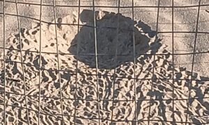 Scopri di più sull'articolo Agrigento – Il “miracolo” si è ripetuto: nate a Marianello 40 tartarughine Caretta caretta