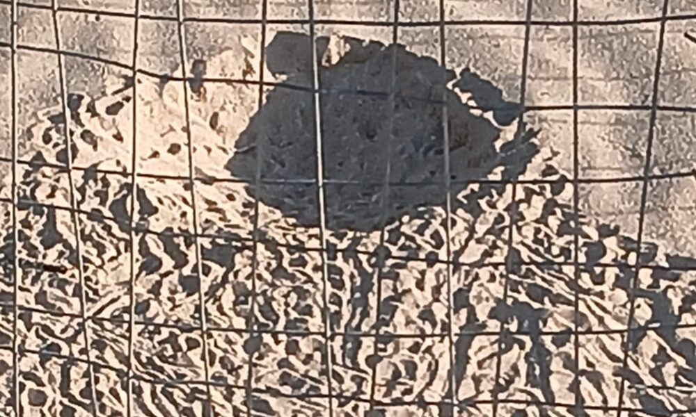 Al momento stai visualizzando Agrigento – Il “miracolo” si è ripetuto: nate a Marianello 40 tartarughine Caretta caretta