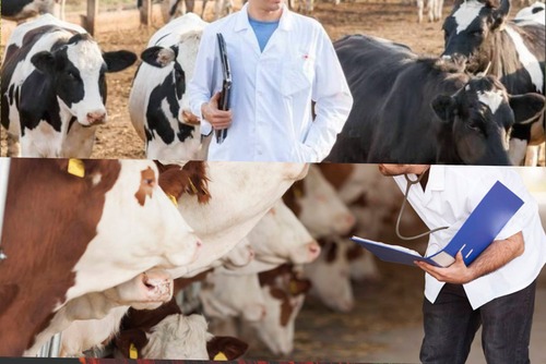 Al momento stai visualizzando ASP Agrigento: in arrivo concorso per assumere nove veterinari