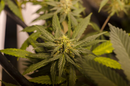Al momento stai visualizzando Agrigento – Licata, marito e moglie sorpresi con due chili di marijuana e mezzo chilo di hashish