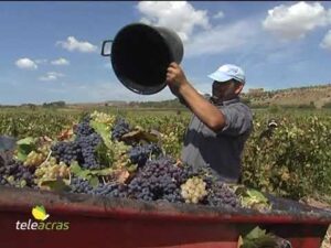 Scopri di più sull'articolo Teleacras – Vendemmia Sicilia occidentale: “Tempesta perfetta”