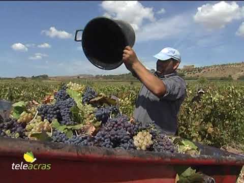 Al momento stai visualizzando Teleacras – Vendemmia Sicilia occidentale: “Tempesta perfetta”