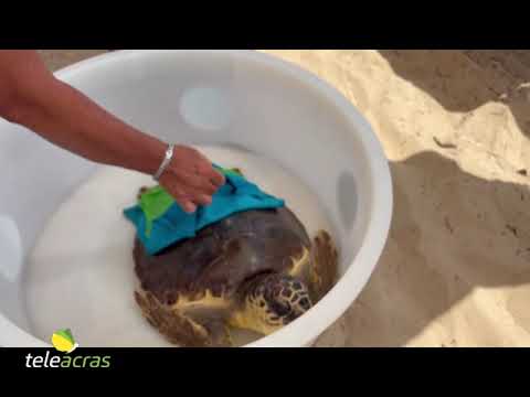 Al momento stai visualizzando Teleacras – Torre Salsa, tartaruga Caretta restituita al mare