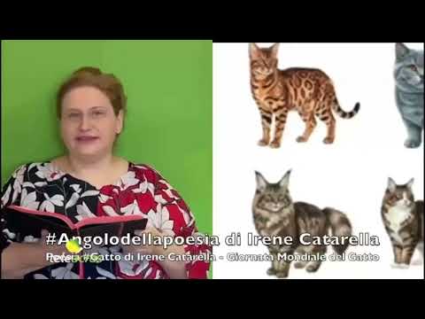 Al momento stai visualizzando Teleacras – #Angolodellapoesia di Irene Catarella #Gatto