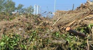Scopri di più sull'articolo Agrigento – Campobello di Licata, proseguono i lavori di sfalcio e potatura: interventi in diversi quartieri