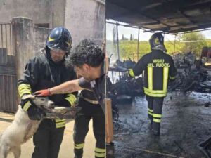 Scopri di più sull'articolo Agrigento – Incendio in un'officina meccanica a Menfi, i Vigili del Fuoco salvano sette cani