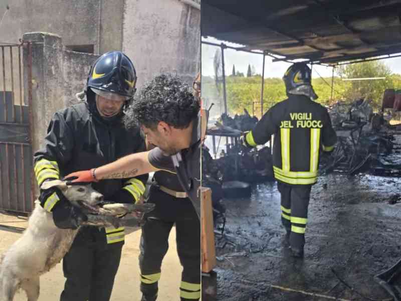 Al momento stai visualizzando Agrigento – Incendio in un'officina meccanica a Menfi, i Vigili del Fuoco salvano sette cani