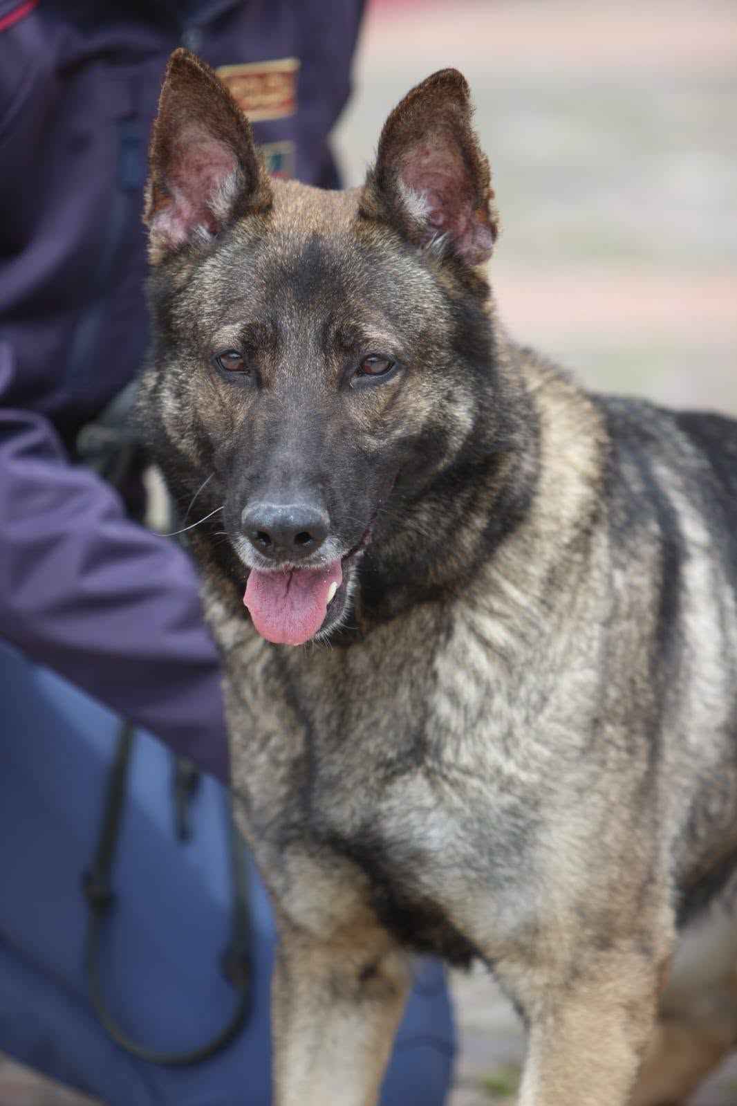 Al momento stai visualizzando Agrigento – Spari contro un cane a San Leone, l’animale è vivo: Nessuna comunicazione ufficiale, Report Sicilia attende chiarimenti