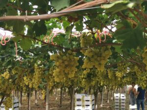Scopri di più sull'articolo Agrigento – Vendemmia Sicilia occidentale: “Tempesta perfetta”