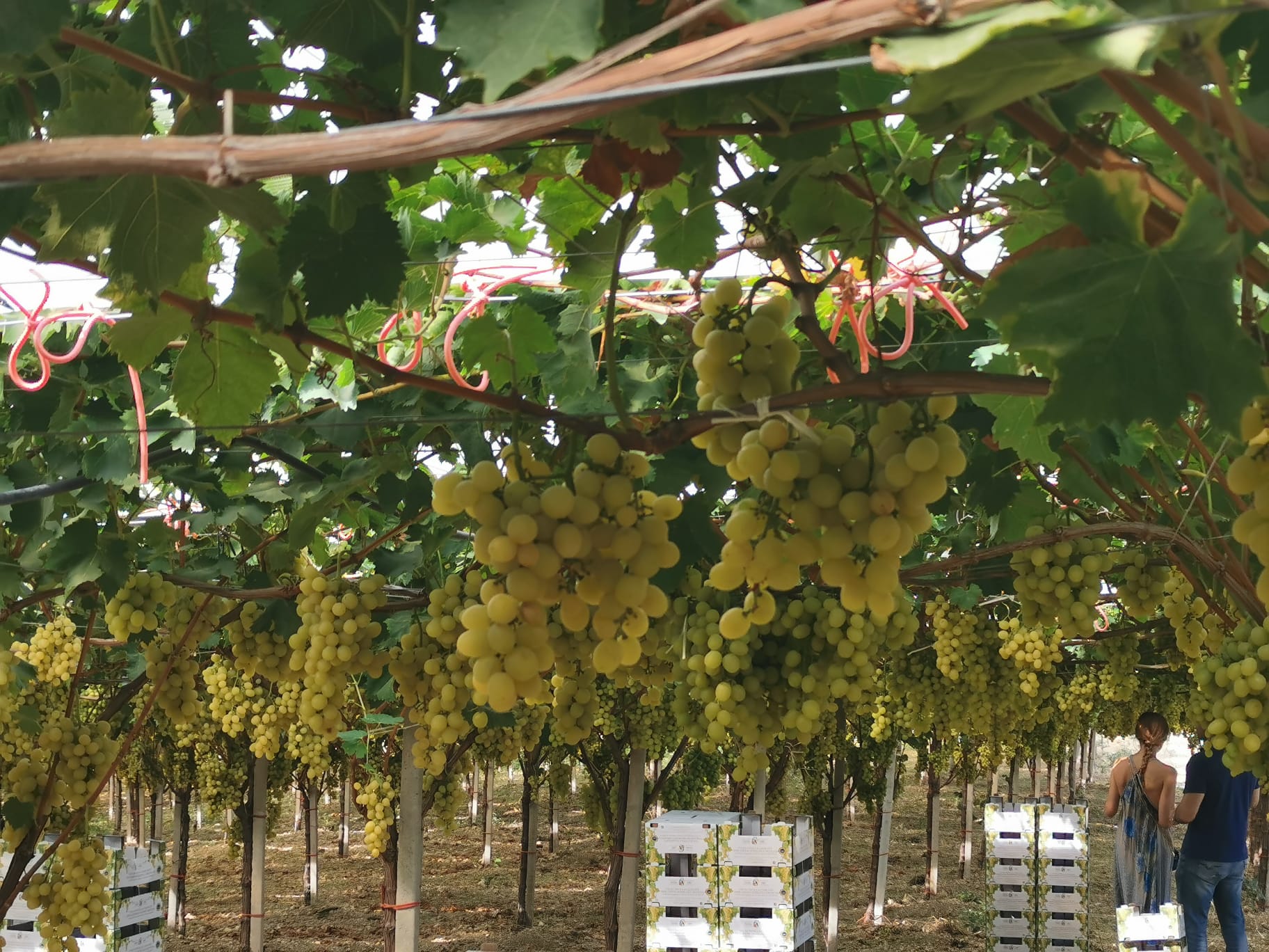 Al momento stai visualizzando Agrigento – Vendemmia Sicilia occidentale: “Tempesta perfetta”
