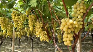 Scopri di più sull'articolo Agrigento – La Prima Uva: oggi degustazioni lungo la via Sacra e taglio del primo grappolo di Uva Italia a Casa Diodoros
