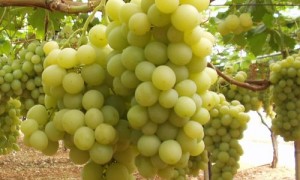 Al momento stai visualizzando Agrigento – Canicattì, iniziata la vendemmia dell’Uva Italia: Produzione in aumento ma prezzi in calo
