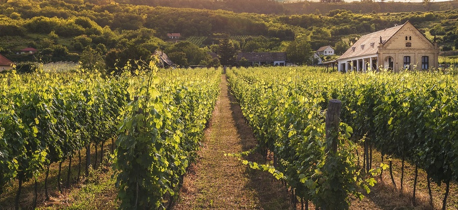Al momento stai visualizzando Agrigento – Ravanusa, distrutto un vigneto con quasi 800 piante: l’ombra dell’intimidazione sulle campagne