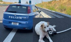 Scopri di più sull'articolo Agrigento – Vagava sull’autostrada e rischiava di essere investito: la polizia mette in salvo un cane