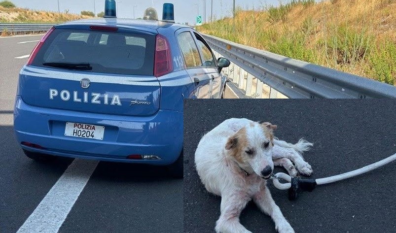 Al momento stai visualizzando Agrigento – Vagava sull’autostrada e rischiava di essere investito: la polizia mette in salvo un cane