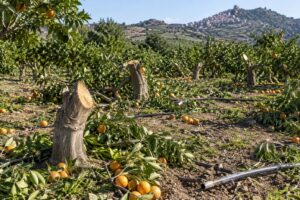 Scopri di più sull'articolo Agrigento – Caltabellotta, danneggiato un aranceto: tagliati 60 alberi e distrutto l’impianto di irrigazione