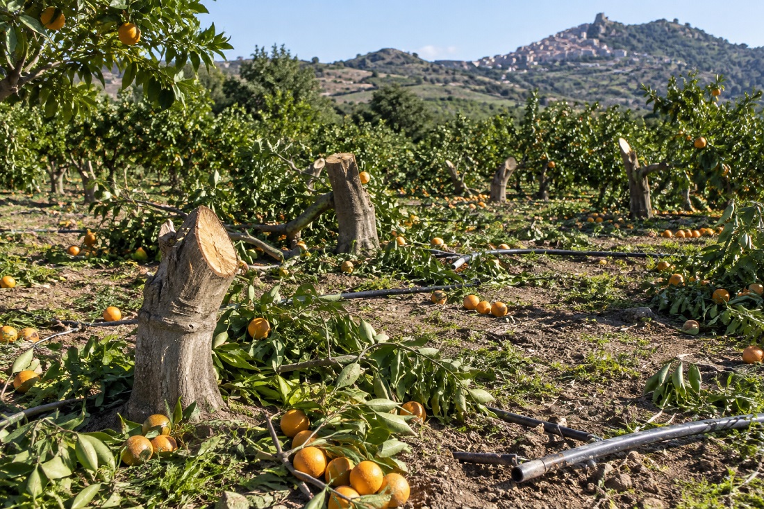 Al momento stai visualizzando Agrigento – Caltabellotta, danneggiato un aranceto: tagliati 60 alberi e distrutto l’impianto di irrigazione