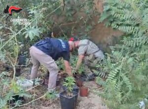 Scopri di più sull'articolo Agrigento – Coltiva droga nel giardino di casa: denunciato 32enne