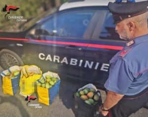 Scopri di più sull'articolo Agrigento – Sorpresi con un carico di mango appena rubato: due denunciati