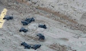 Scopri di più sull'articolo Agrigento – Tartarughe marine, WWF: oltre 7.000 nascite lungo le coste italiane