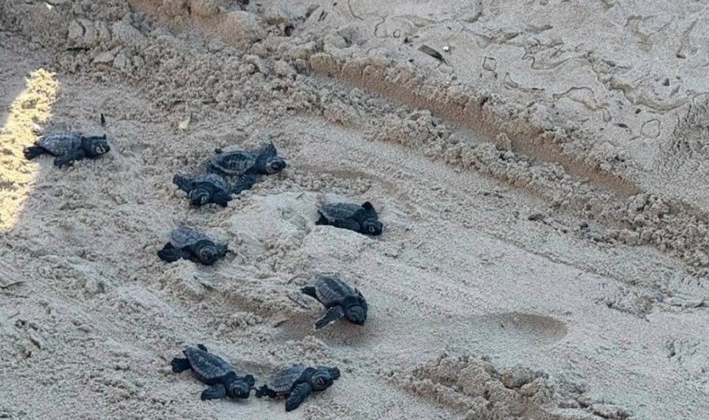 Al momento stai visualizzando Agrigento – Tartarughe marine, WWF: oltre 7.000 nascite lungo le coste italiane
