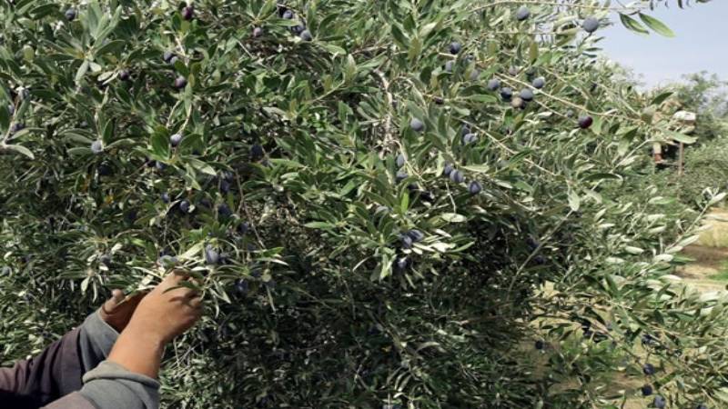 Al momento stai visualizzando Agrigento – Attentato “agricolo” a Sambuca di Sicilia