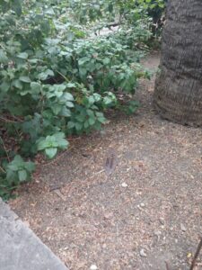 Scopri di più sull'articolo Agrigento – Canicattì, raid al Giardino dei Giusti