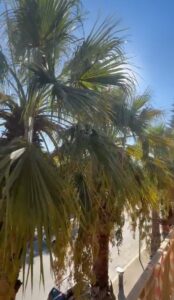 Scopri di più sull'articolo Agrigento – Villaggio Peruzzo, denunciata una situazione igienico sanitaria non più tollerabile (video al Vg)